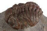 Red Austerops Trilobite - Hmar Laghdad, Morocco #315740-1